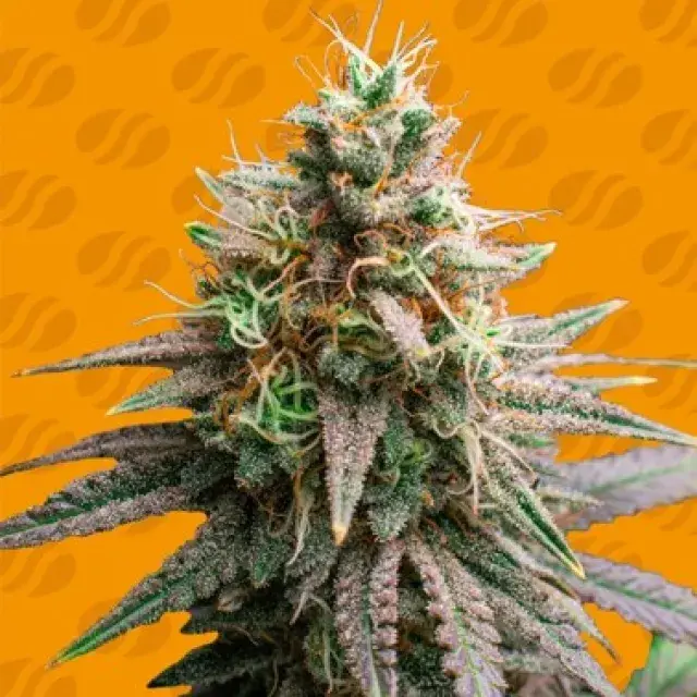 Tiramisu Feminised Cannabis Seeds | Original Sensible Seeds