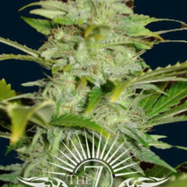 Titan Auto Feminised Cannabis Seeds | 7 Dwarf Seeds