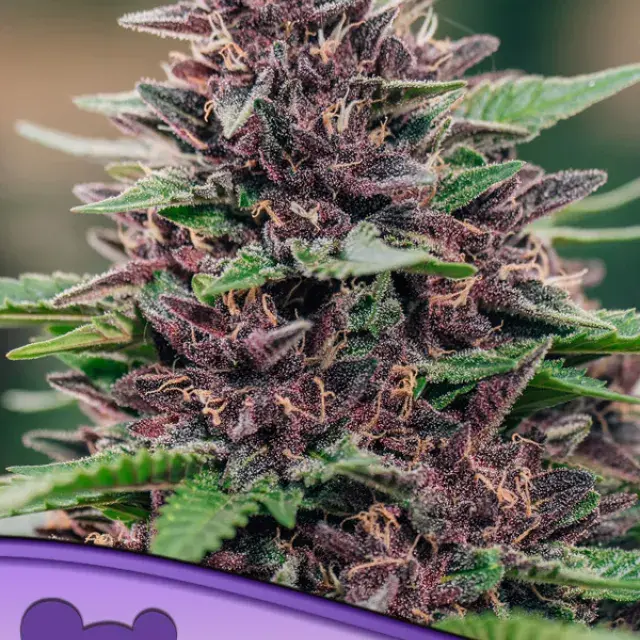 Toffee Pudding Auto Feminised Cannabis Seeds - Anesia Seeds