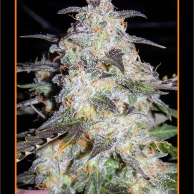 Toof Decay Auto Feminised Cannabis Seeds