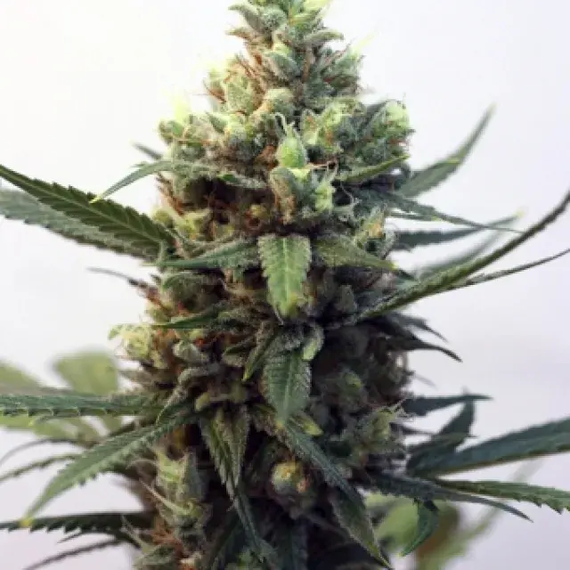 Toxic Feminised Cannabis Seeds