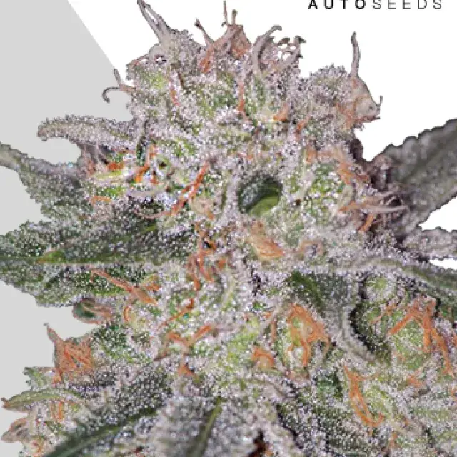 Trans Siberian Autoflowering Feminised Cannabis Seeds | Auto Seeds 