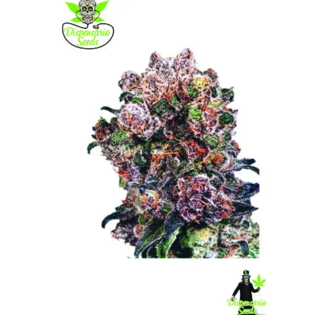 Trinity Kush Feminised Cannabis Seeds | Dispensario Seeds