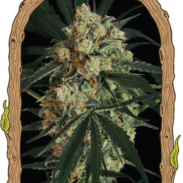Triple A Auto Feminised Cannabis Seeds | Exotic Seeds