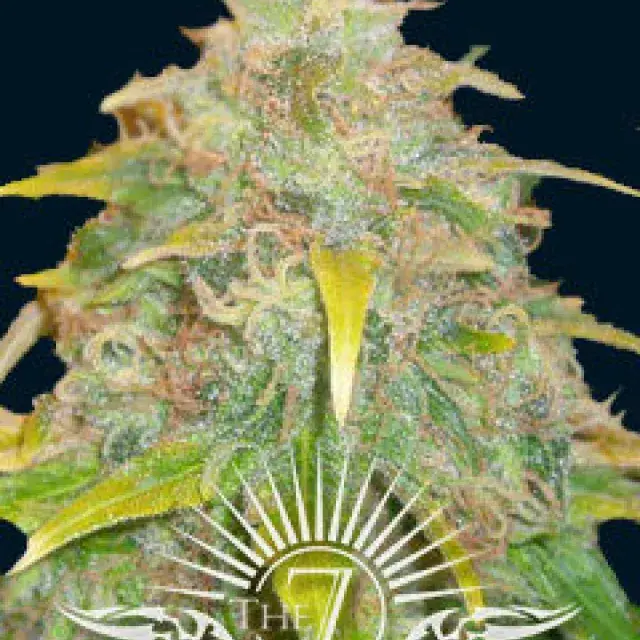 Trojan Auto Feminised Cannabis Seeds | 7 Dwarf Seeds