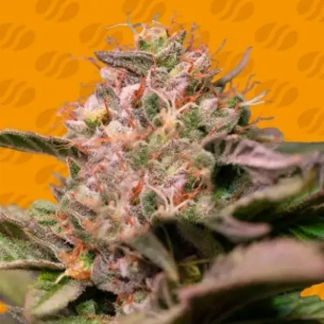 Trop Cherry Feminised Cannabis Seeds | Original Sensible Seeds