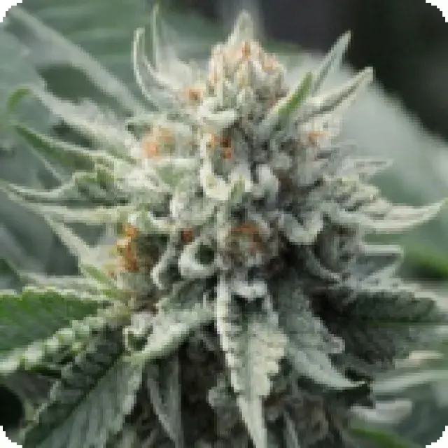 710 Genetics Tropical Berry Feminised Cannabis Seeds