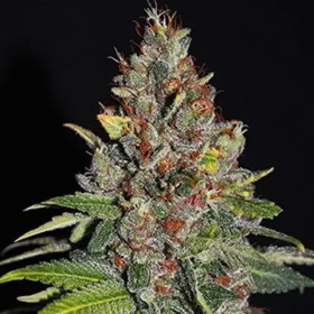  Tropical Punch Feminised Cannabis Seeds | G13 Labs
