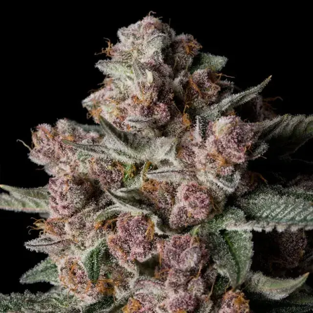 Tropical Jam Cannabis Seeds - Silent Seeds.