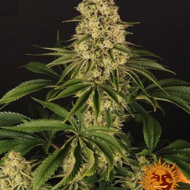Tropicanna Banana Feminised Cannabis Seeds | Barney's Farm 
