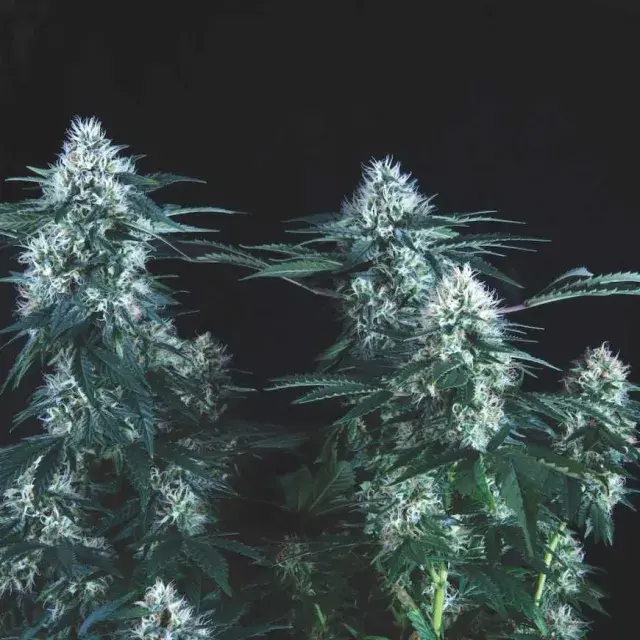 Tutankhamon FAST Feminised Cannabis Seeds | Pyramid Seeds.