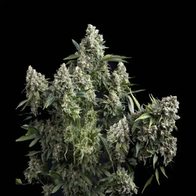 Tutankhamon Feminised Cannabis Seeds | Pyramid Seeds