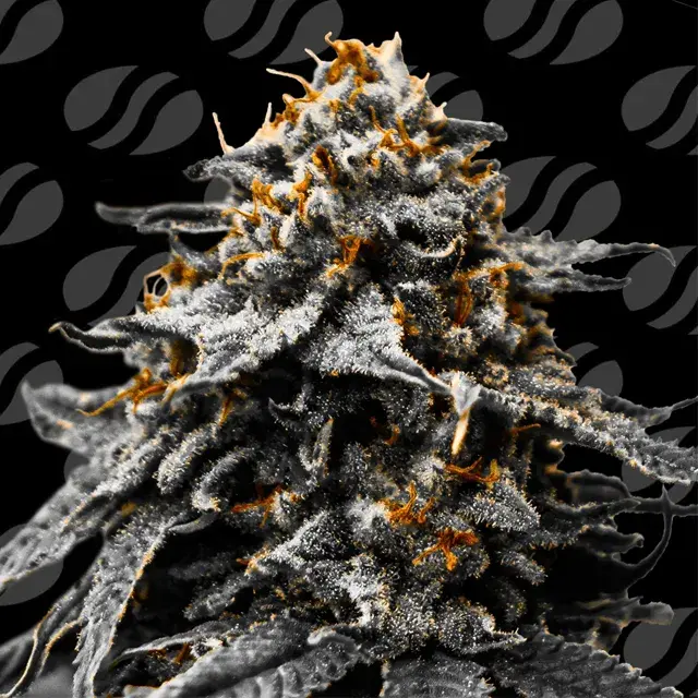 Twilight Zlush Auto Feminised Cannabis Seeds | Original Sensible Seeds.