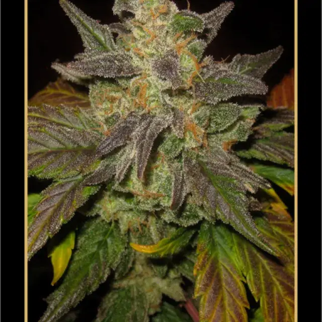 Tyrone Special Auto Feminised Cannabis Seeds