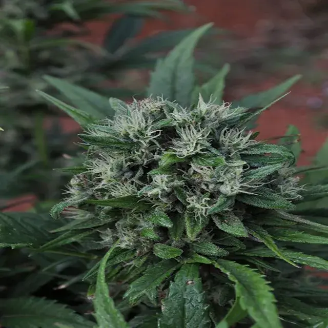 U2 Regular Cannabis Seeds | Mr Nice Seeds