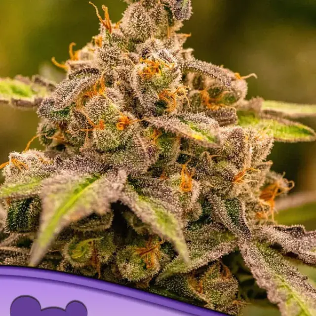 Umme Feminised Cannabis Seeds - Anesia Seeds