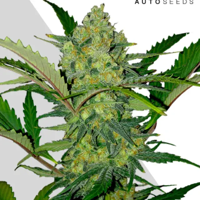 Ultra Lemon Haze Autoflowering Feminised Cannabis Seeds | Auto Seeds