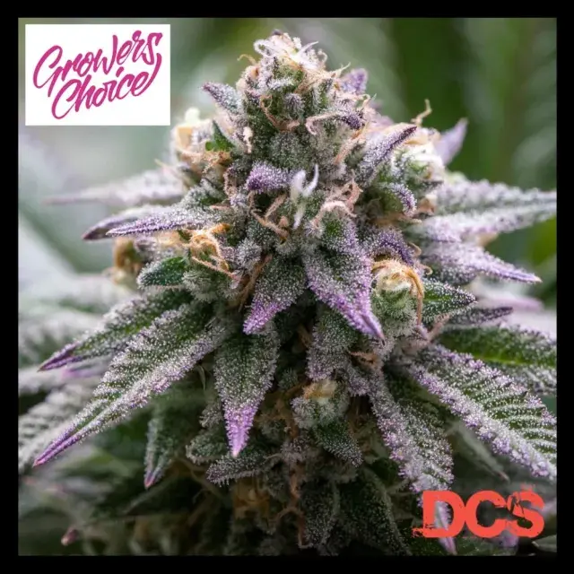 Ultra Violet GMO Feminised Cannabis Seeds - Growers Choice