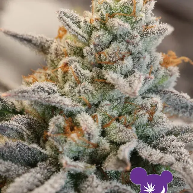 Vanilla Frosting Feminised Cannabis Seeds - Anesia Seeds
