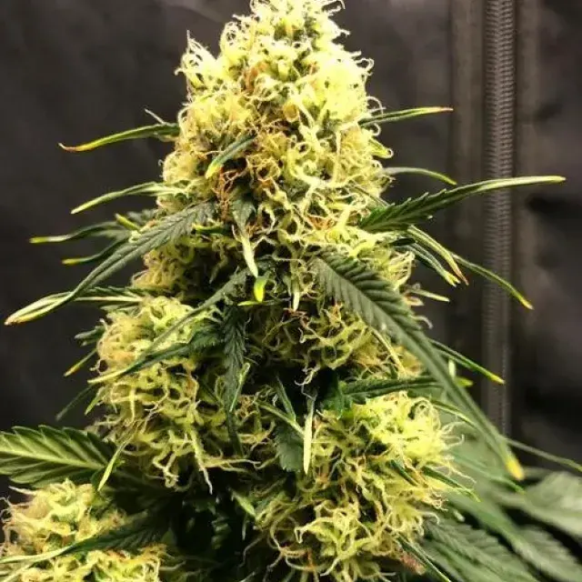 Vanilla Frosting Auto - Tastebudz - Discount Cannabis Seeds