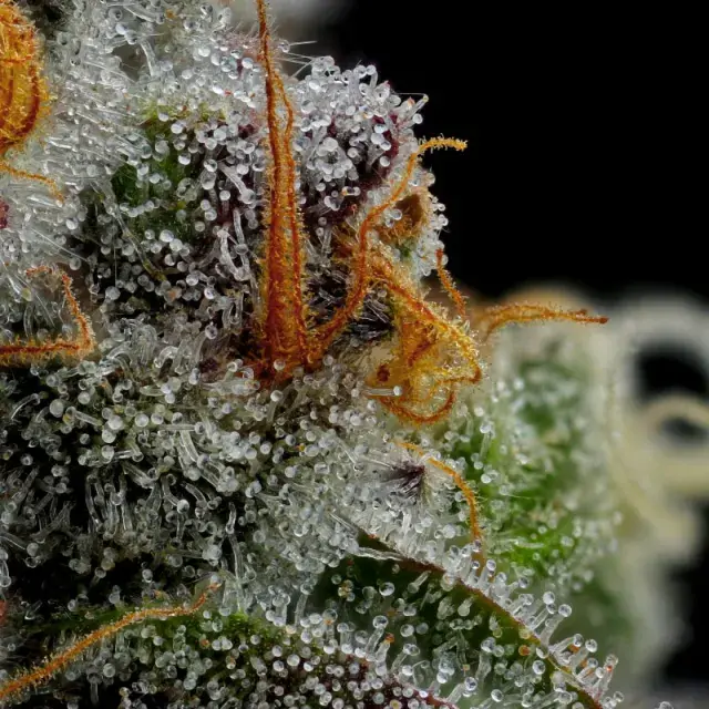 Vanilla Crême Pie Feminised Cannabis Seeds - Humboldt Seed Company