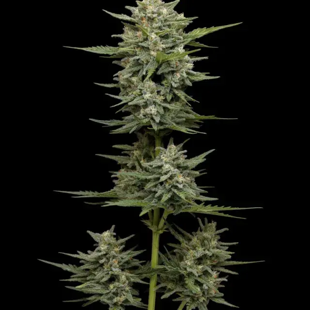 Vanilla Latte Auto Feminised Cannabis Seeds - Humboldt Seed Company