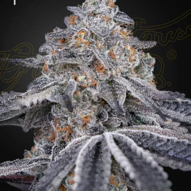 Velvet Moon Feminised Cannabis Seeds | Green House Seeds