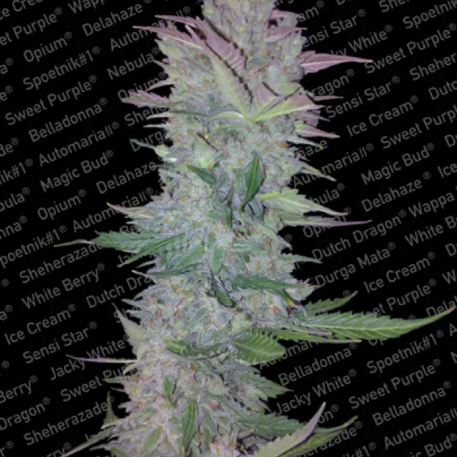 Vertigo Automatic Feminised Cannabis Seeds | Paradise Seeds
