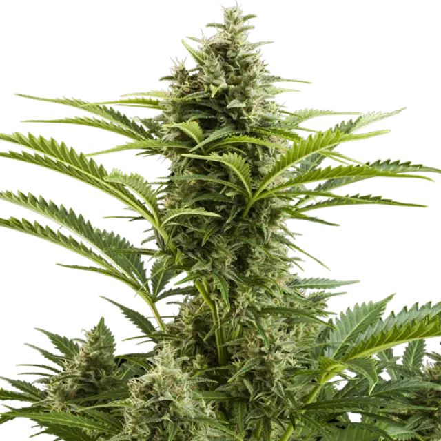 Vesta Auto Feminised Cannabis Seeds |  Buddha Seeds