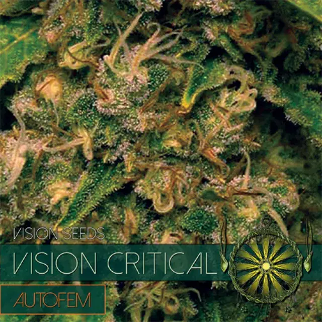 Vision Critical Auto Feminised Cannabis Seeds - Vision Seeds