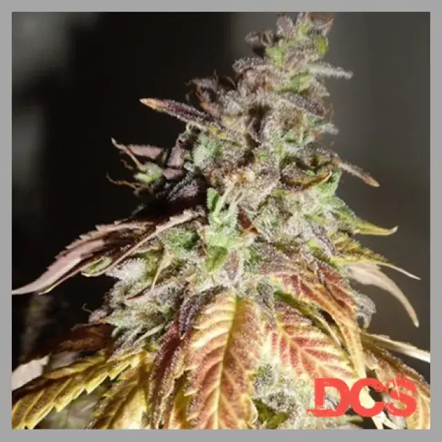 Viva Sativa Feminised Cannabis Seeds | Feminized Seeds