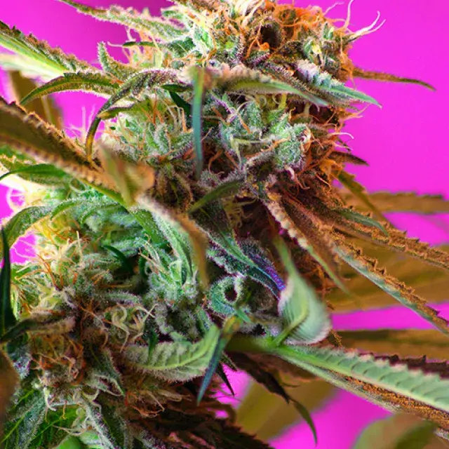 Wild Rose Feminised Cannabis Seeds | Sweet Seeds
