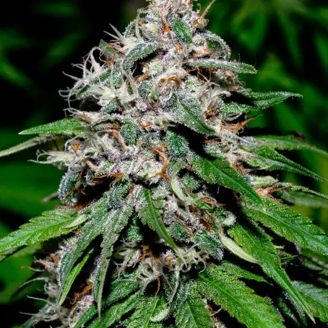 Wonder Kush Regular Cannabis Seeds | SickMeds Seeds