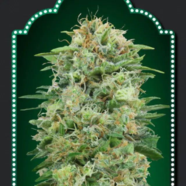 White Widow CBD Feminised Cannabis Seeds | OO Seeds