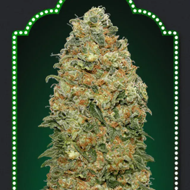 White Widow Feminised Cannabis Seeds | OO Seeds