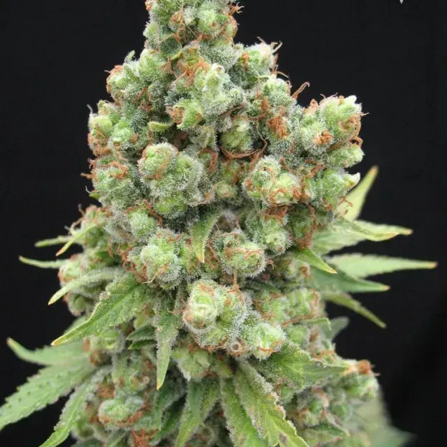 Sick Meds William's Wonder Regular Cannabis Seeds