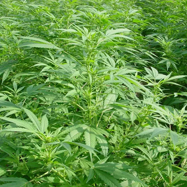 Walkabout Regular Cannabis Seeds | Mr Nice Seeds