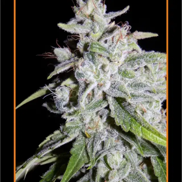 Walter White Auto Feminised Cannabis Seeds