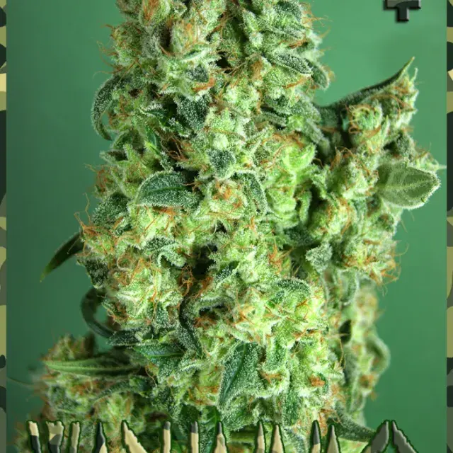 Warhammer Feminised Cannabis Seeds | Rockwell Seeds