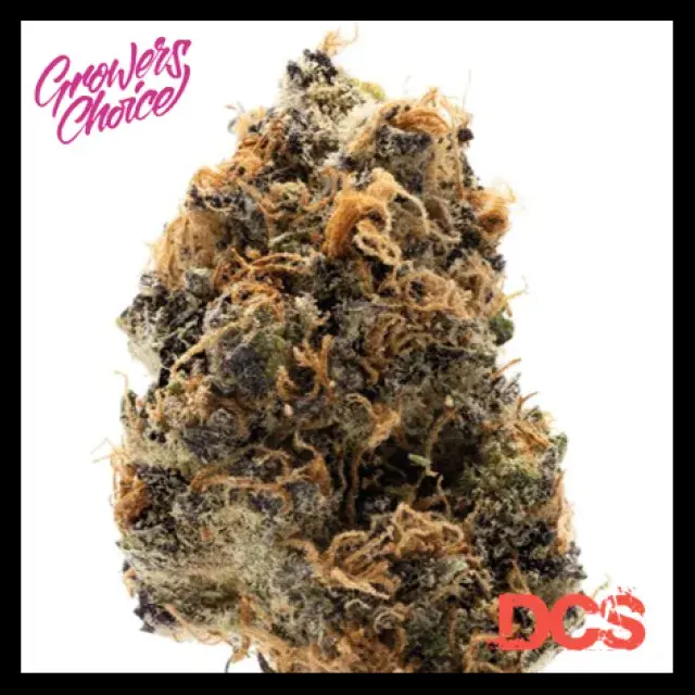 Watermelon Punch Auto Feminised Cannabis Seeds - Growers Choice