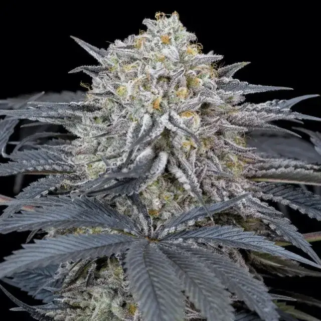 Watermelon Runtz Cannabis Seeds - Silent Seeds.