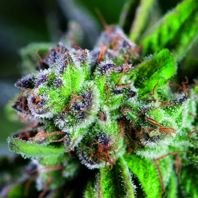 Watermelon Zkittlez Feminised Cannabis Seeds | Pyramid Seeds USA Range