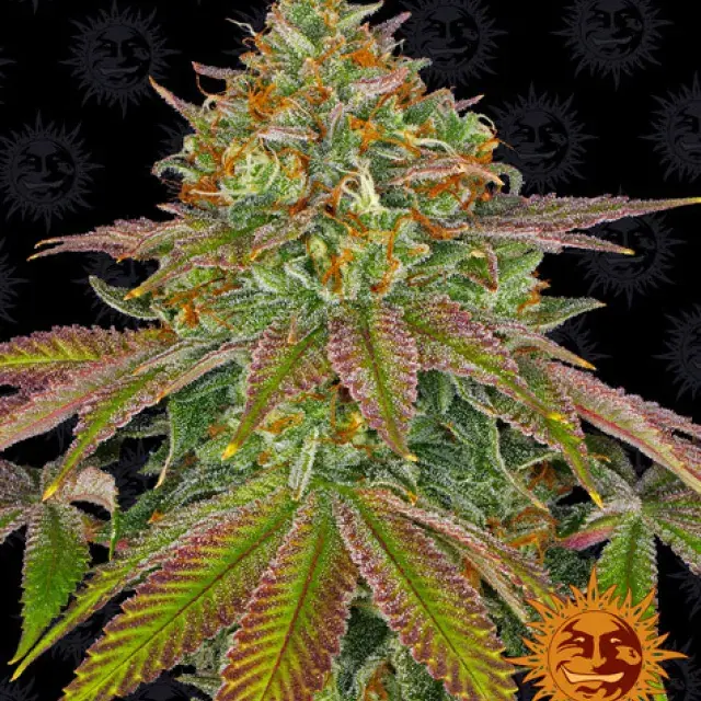 Wedding Cake Feminised Cannabis Seeds | Barney's Farm 