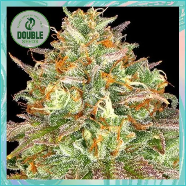 Wedding Cake - Double Seeds