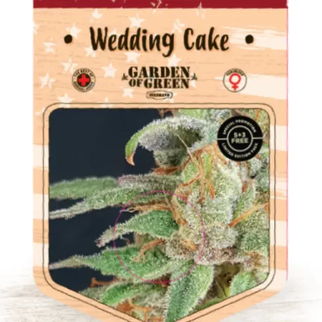 Wedding Cake Feminised Cannabis Seeds | Garden of Green