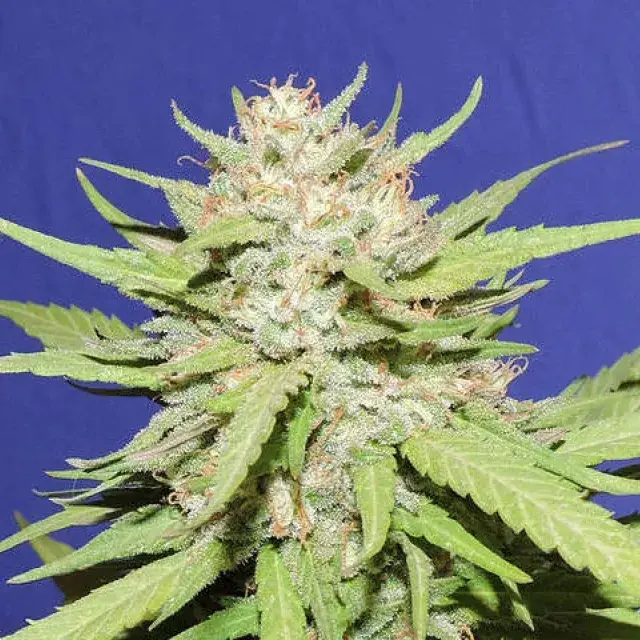 Wedding Cake Feminised Cannabis Seeds | Original Sensible Seeds