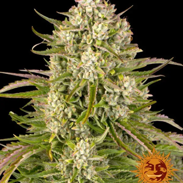 Wedding Cake Auto Feminised Cannabis Seeds | Barney's Farm