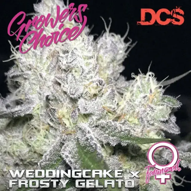 Wedding Cake x Frosty Gelato Feminised Cannabis Seeds - Growers Choice