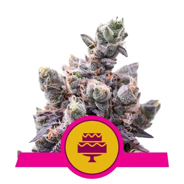 Wedding Gelato Feminised Cannabis Seeds | Royal Queen Seeds