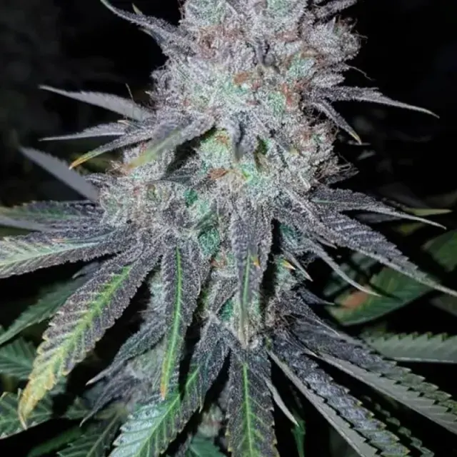 Wedding Cake Feminised | Concrete Jungle Seeds